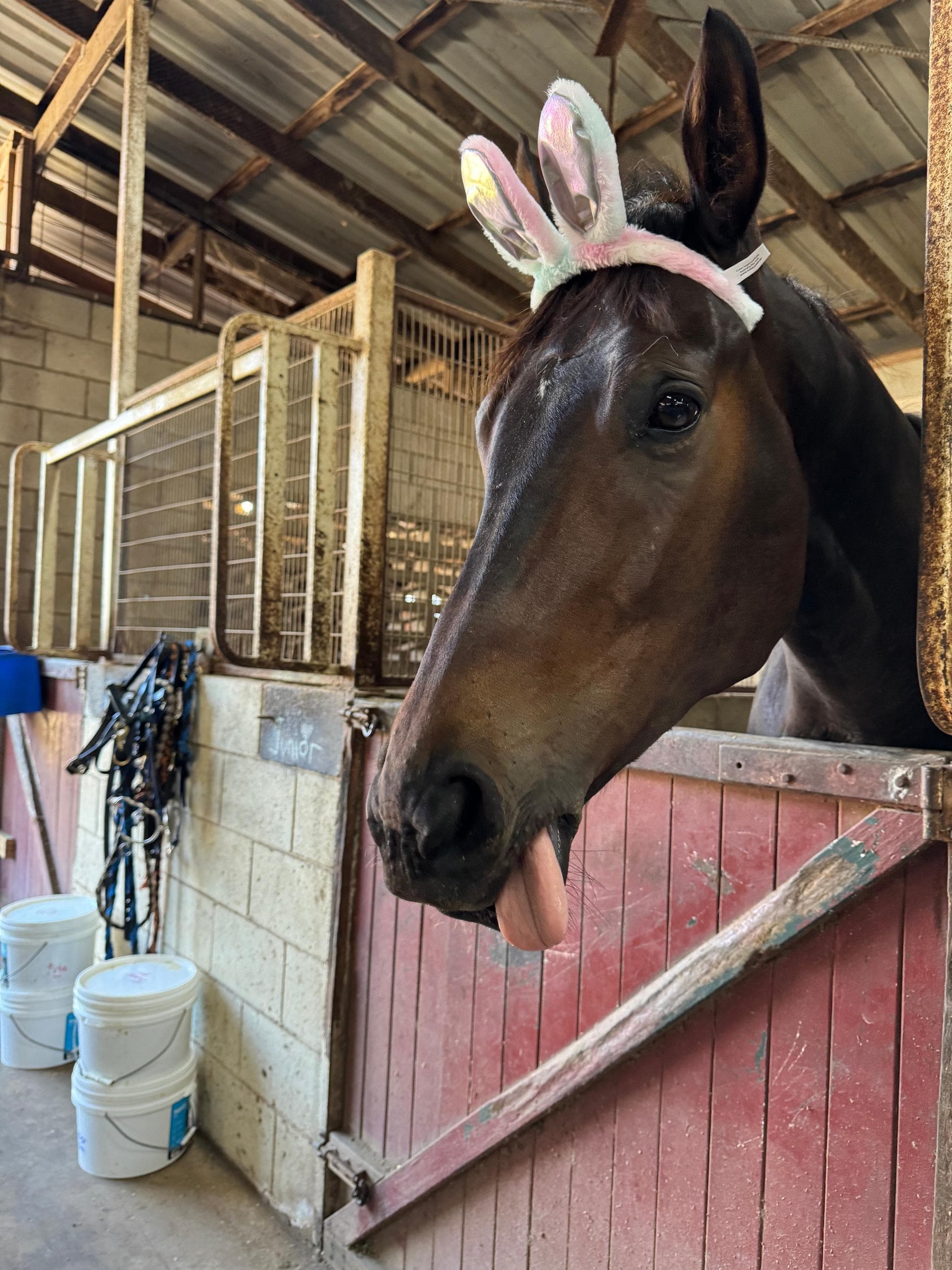 Picture of the author